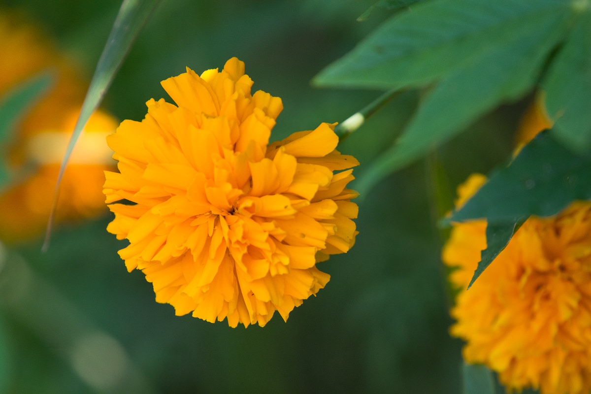 Tagetes erecta